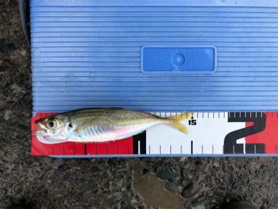 豆アジ、豆サバ