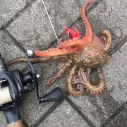 丁寧にタコ散歩して8杯。。