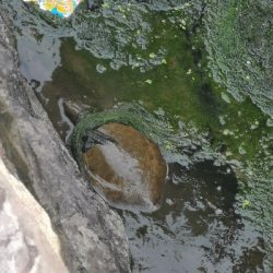 ウナギ、スッポン採取