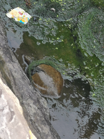 ウナギ、スッポン採取