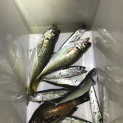 初めてのカゴ釣り