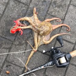 蛸散歩。。5杯。。。