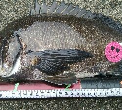 『釣りデビュー(^^)』194日目