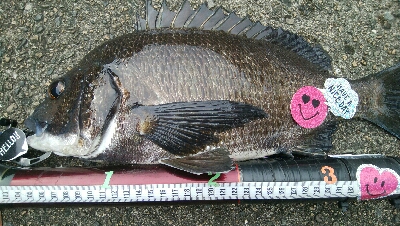 『釣りデビュー(^^)』194日目