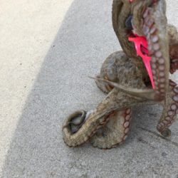 夕涼みオクトパッシング