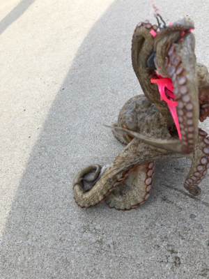 夕涼みオクトパッシング