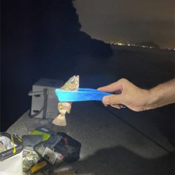 子メバルしかおらん…