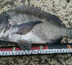 『釣りデビュー(^^)』195日目