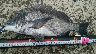 『釣りデビュー(^^)』195日目