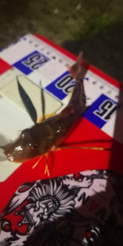 アジング練習 307