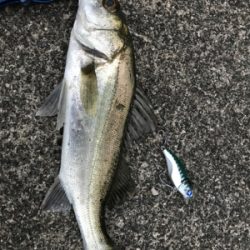 チーバスとゆかいな。