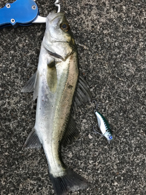 チーバスとゆかいな。