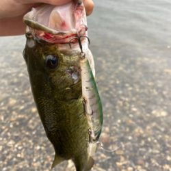 ミノーフィッシュ