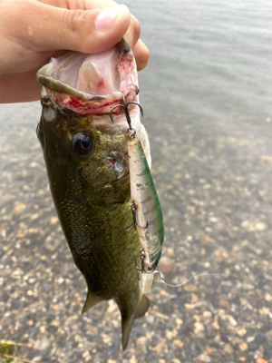 ミノーフィッシュ