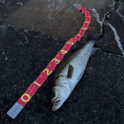 あと2cm！悔ーーー