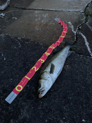 あと2cm！悔ーーー