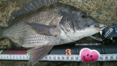 『釣りデビュー(^_-)』196日目