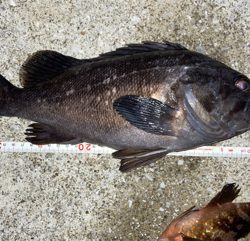 ナイトアコウゲーム