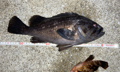 ナイトアコウゲーム