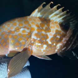 リリースサイズやけどおったな