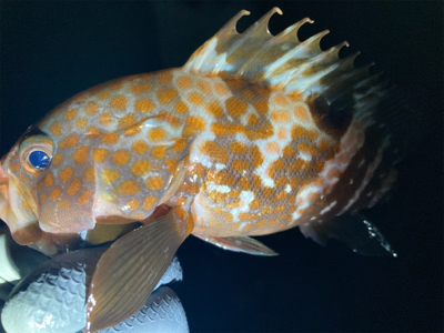 リリースサイズやけどおったな