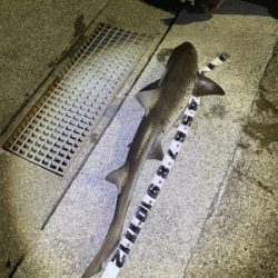 アジング時々ぶっ込み