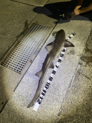 アジング時々ぶっ込み