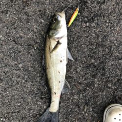 シャローアサシンでシーバス