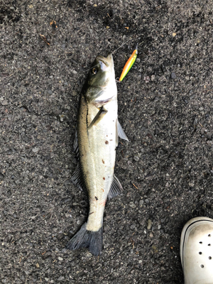 シャローアサシンでシーバス