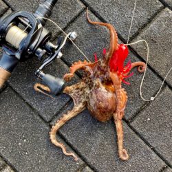 激水潮の中で蛸散歩。6杯。。