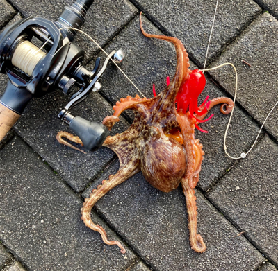 激水潮の中で蛸散歩。6杯。。