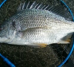 『釣りデビュー(^_-)』197日目