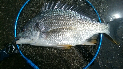 『釣りデビュー(^_-)』197日目