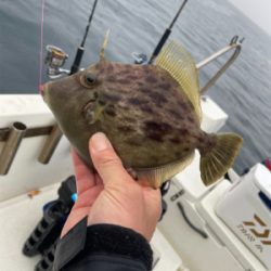 ウミックさんにてレンタルボートでの釣果