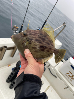 ウミックさんにてレンタルボートでの釣果