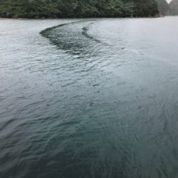 昼からのエギング！