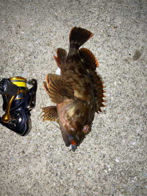 アコウゲーム2日目