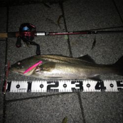 シーバス　５７cm