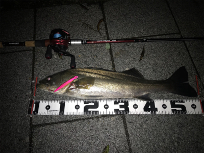 シーバス　５７cm