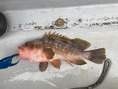 豪雨一つテンヤ