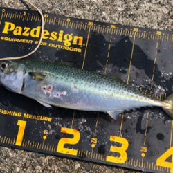 楽しい釣り仲間と久しぶりの釣行