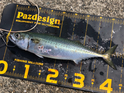 楽しい釣り仲間と久しぶりの釣行