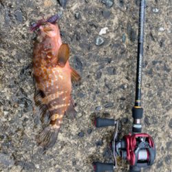 ストリンガー付きアコウ