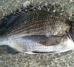 『釣りデビュー(^o^』198日目