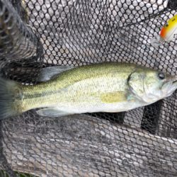 釣果は良くありませんが、納得のいく釣りでした