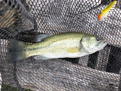 釣果は良くありませんが、納得のいく釣りでした