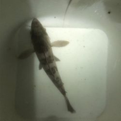 久しぶりのメバリング！