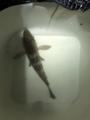 久しぶりのメバリング！