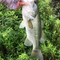 全開放水な琵琶湖