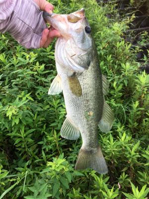 全開放水な琵琶湖